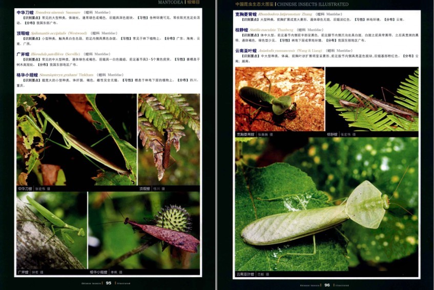 中国昆虫生态大图鉴》二千二百多种昆虫，中国大陆最全昆虫物种生态图鉴 