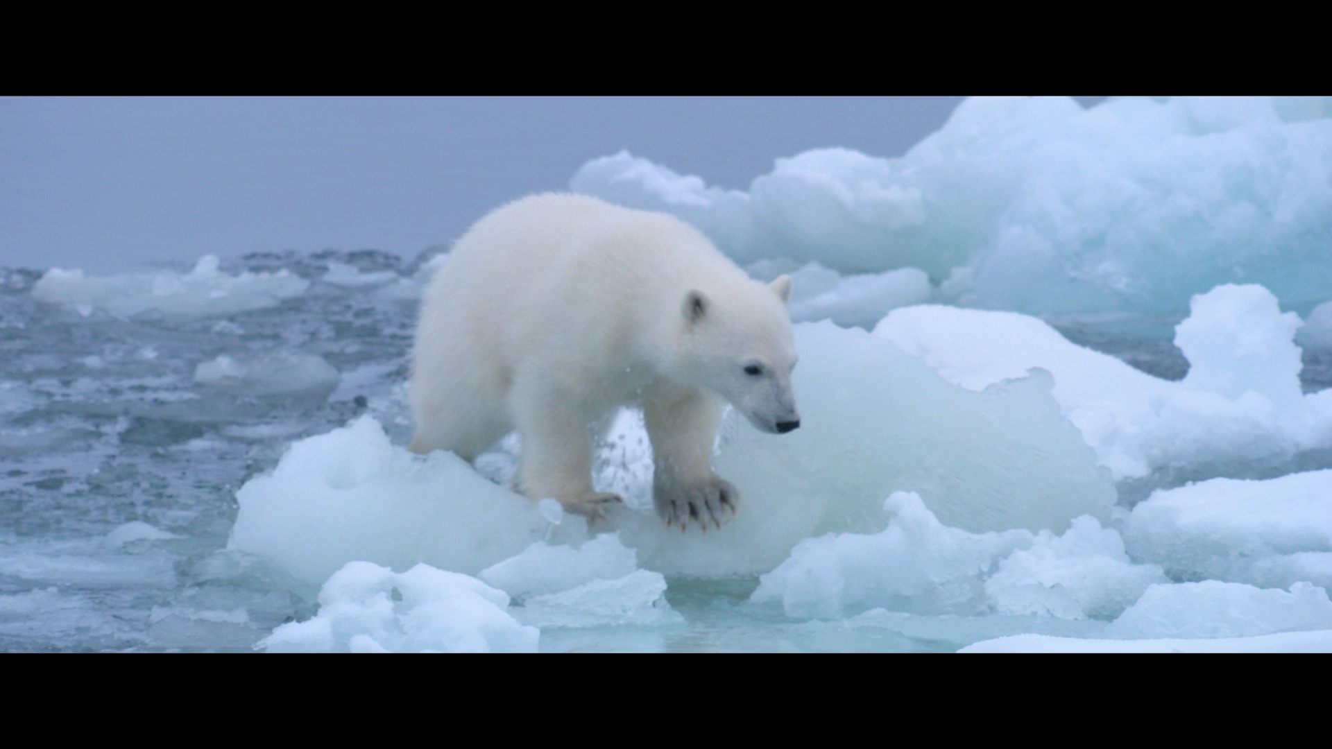 [2022][美国][纪录][WEB-1080P]北极熊[粤英多音轨/简繁英字幕].Polar.Bear.2022.1080p.DSNP.WEB-DL.DDP5.1.Atmos.H264.3Audio-ParkHD 4.43GB