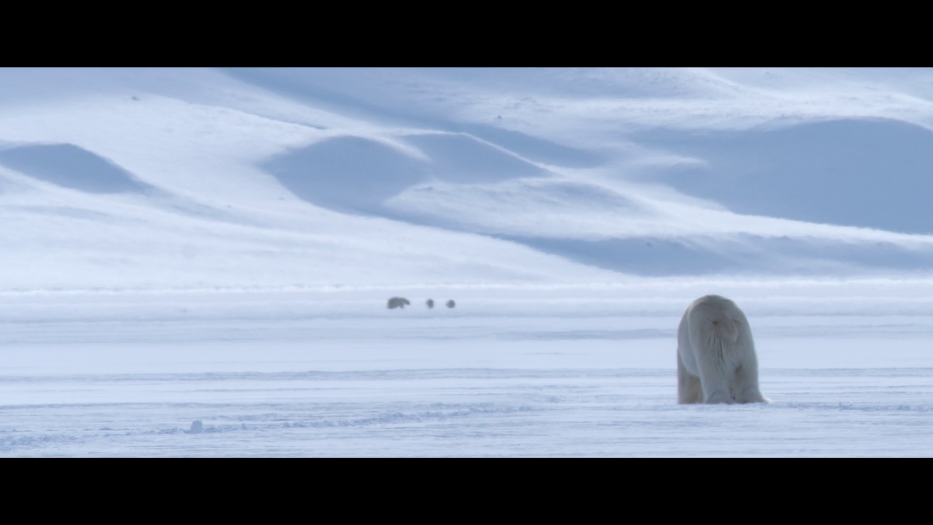 [2022][美国][纪录][WEB-1080P]北极熊[粤英多音轨/简繁英字幕].Polar.Bear.2022.1080p.DSNP.WEB-DL.DDP5.1.Atmos.H264.3Audio-ParkHD 4.43GB